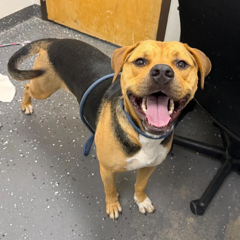 An adult large-sized male Brown / Chocolate Mixed Breed dog named Beso for adoption in Columbiana, AL