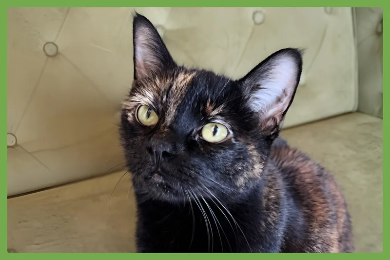 A senior medium-sized female Tortoiseshell Domestic Short Hair cat named Storm for adoption in Amherst, MA