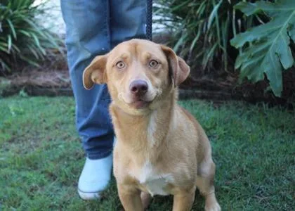 An adult medium-sized female Labrador Retriever dog named Popsicle for adoption in Brunswick, GA
