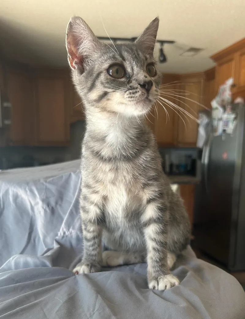 A baby medium-sized female Tabby (Gray / Blue / Silver) Domestic Medium Hair cat named Dolly for adoption in Calera, AL
