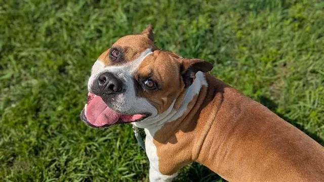 An adult medium-sized male Pit Bull Terrier dog named Chico for adoption in Ocala, FL
