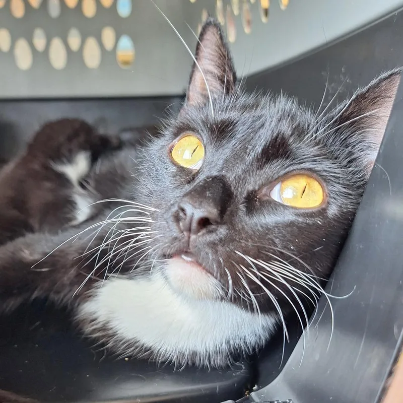 An adult medium-sized female Domestic Short Hair cat named Kiki for adoption in Cumming, GA
