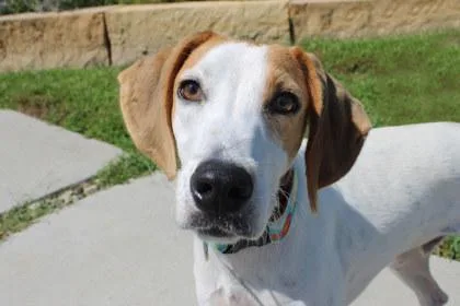 An adult large-sized male Treeing Walker Coonhound dog named Scout for adoption in Kansas City, MO