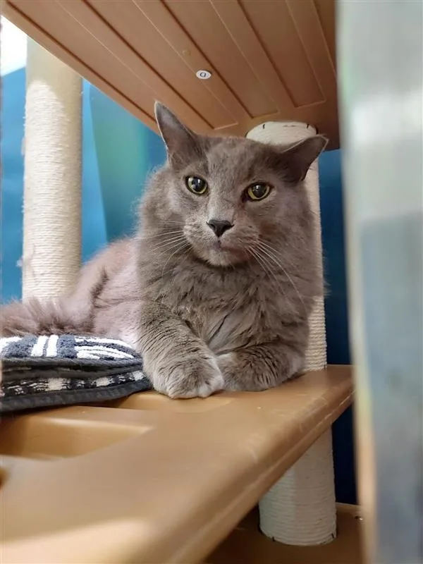 An adult medium-sized male Gray / Blue / Silver Domestic Short Hair cat named Shaggy for adoption in Elk Grove, CA