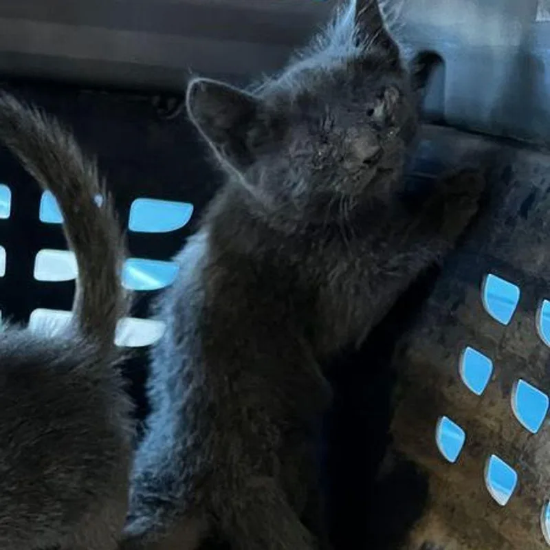 A young small-sized female Gray / Blue / Silver Domestic Short Hair cat named Pringles for adoption in Kingman, AZ