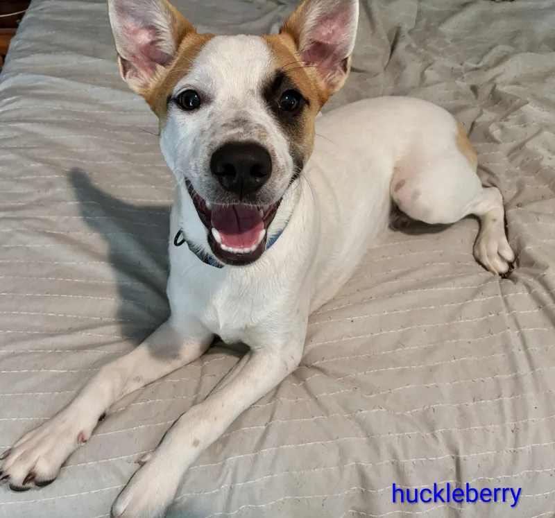 Huckleberry thumbnail 4
