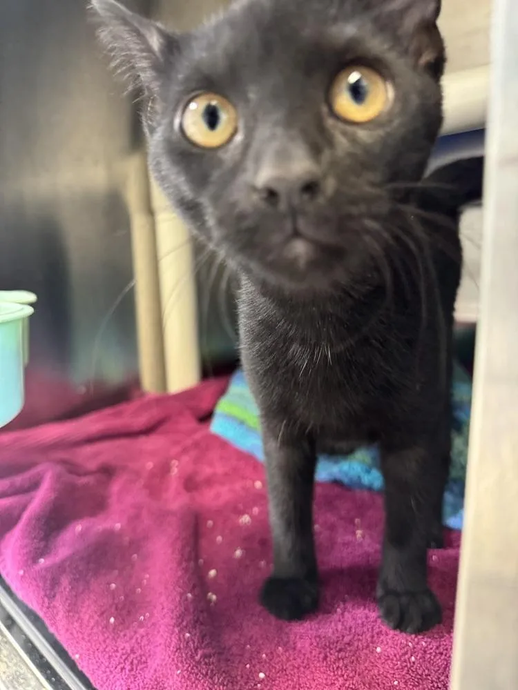 A baby small-sized female Domestic Short Hair cat named Cornichon for adoption in Fort Walton Beach, FL