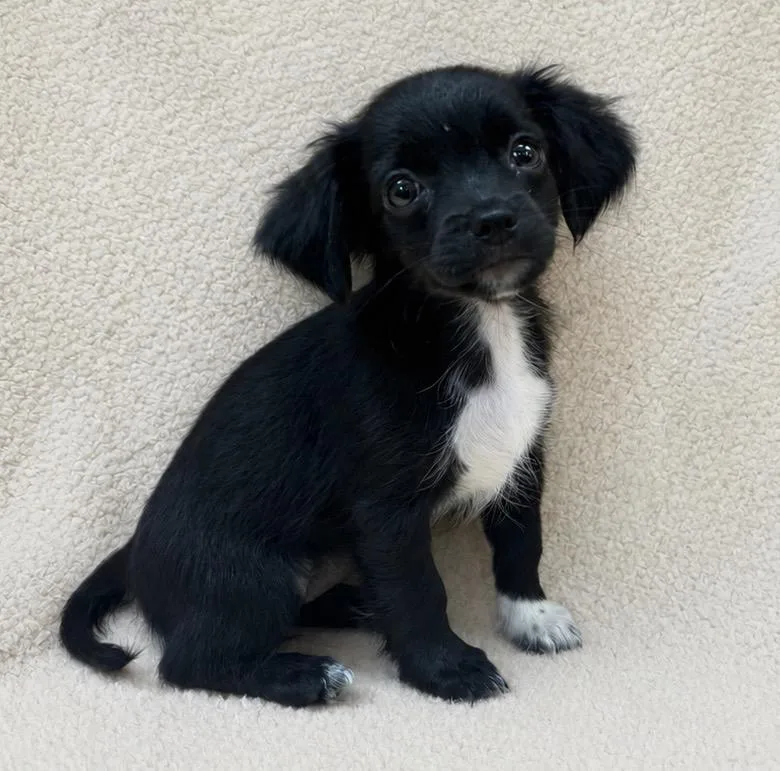A baby small-sized female Black Spaniel dog named Zoey for adoption in Waldorf, MD