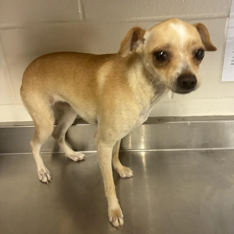 An adult small-sized female White / Cream Chihuahua dog named Sweet Potato for adoption in San Antonio, TX
