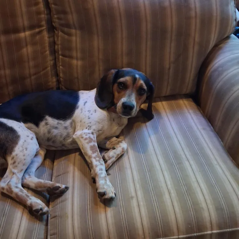 Louie thumbnail 2