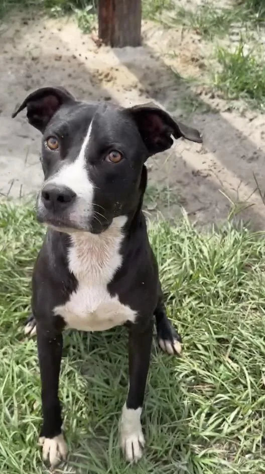 A young medium-sized male American Bully dog named Guss for adoption in Grand ridge, FL