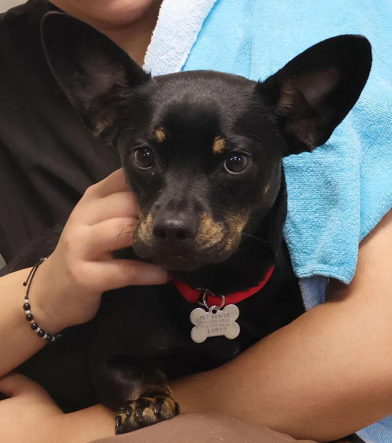 A baby small-sized female Black Miniature Pinscher dog named Dakota for adoption in Harrison, NY