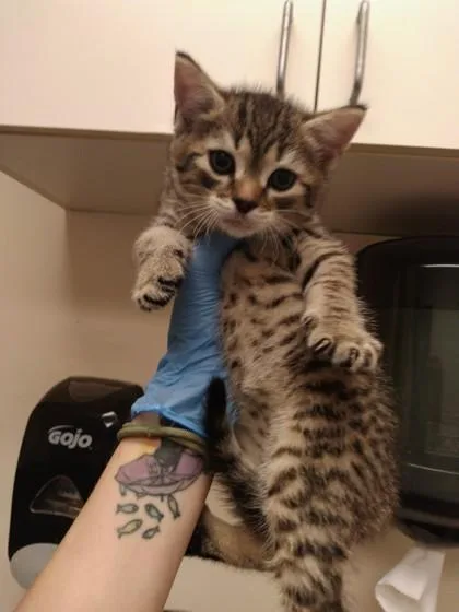 A baby small-sized male Domestic Short Hair cat named Hawthorn for adoption in Palm Coast, FL
