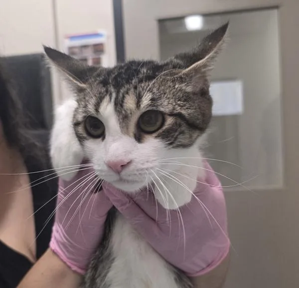 A young small-sized female Domestic Short Hair cat named Princess for adoption in El Cajon, CA