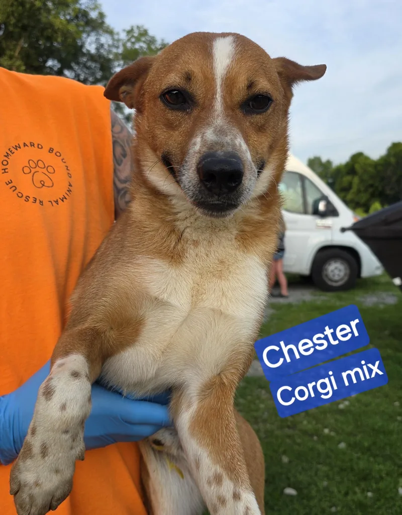 A young small-sized male Red / Chestnut / Orange Corgi dog named Chester for adoption in Wheelersburg, OH