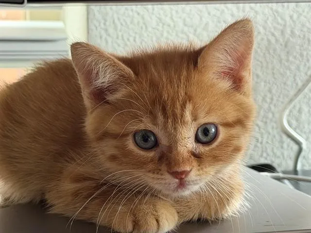 A baby small-sized male Domestic Short Hair cat named Pancake for adoption in Albuquerque, NM