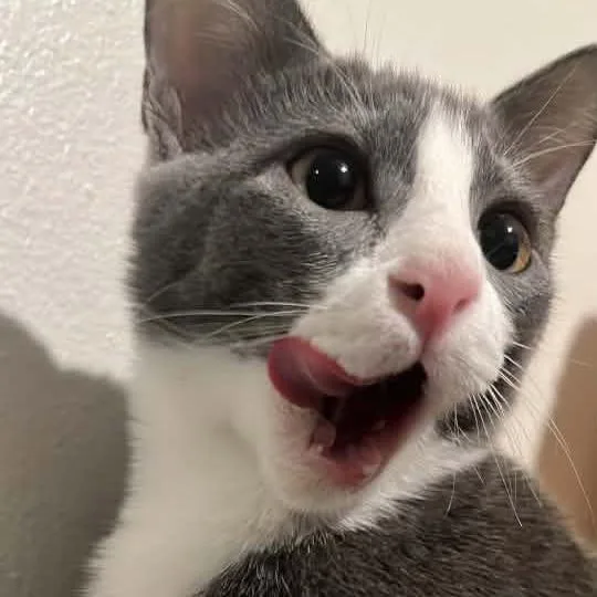 A baby medium-sized male Gray / Blue / Silver Domestic Short Hair cat named Strickland Reitze for adoption in Eagle Mountain, UT