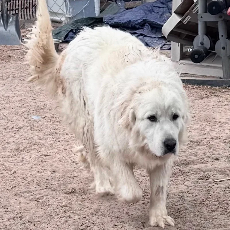 An adult extra large-sized male Tricolor (Brown, Black, & White) Saint Bernard dog named Double The Love  for adoption in Magnolia, TX