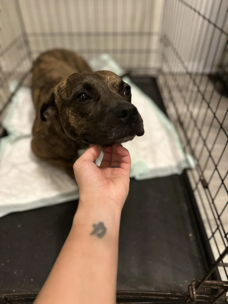 An adult medium-sized female Pit Bull Terrier dog named Sissy  The Three for adoption in Oakhurst, NJ