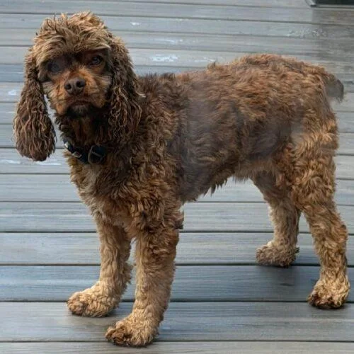 A young small-sized male Yellow / Tan / Blond / Fawn Cocker Spaniel dog named Zeus C for adoption in Parker, CO