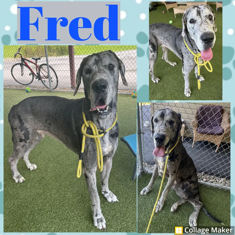 Fred