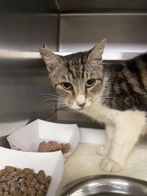 An adult large-sized female Domestic Medium Hair cat named A for adoption in Pasadena, TX
