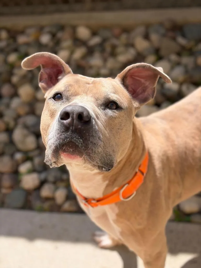 An adult large-sized male Terrier dog named Curly for adoption in Utica, MI