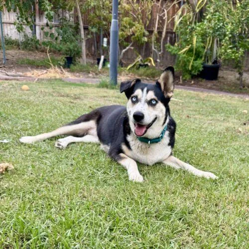 An adult medium-sized female Bicolor Siberian Husky dog named North for adoption in Coachella, CA