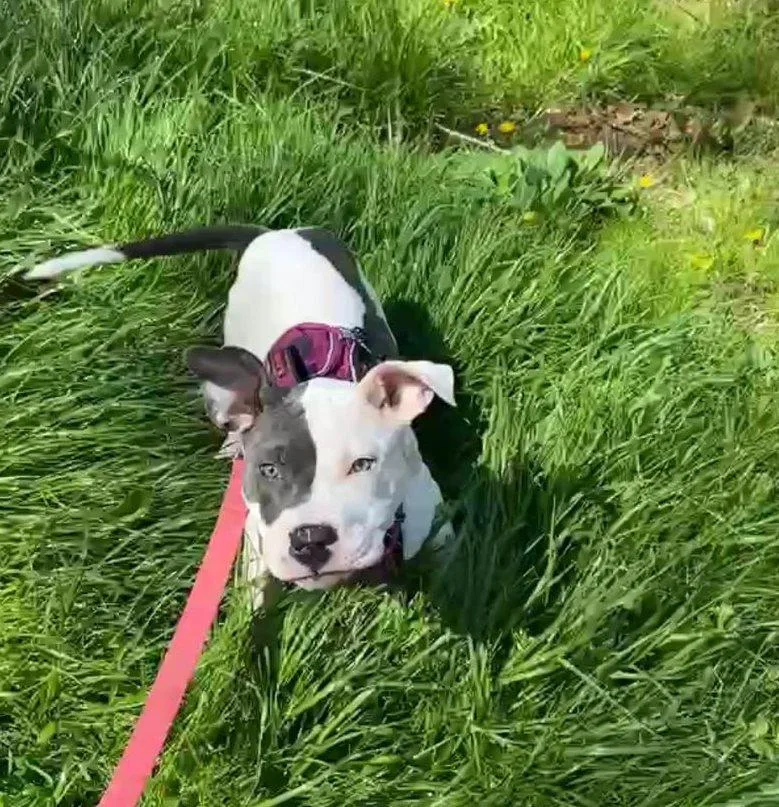 Lyla
