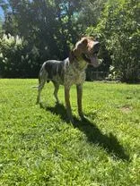 An adult large-sized male Coonhound dog named Marshall for adoption in Cashiers, NC