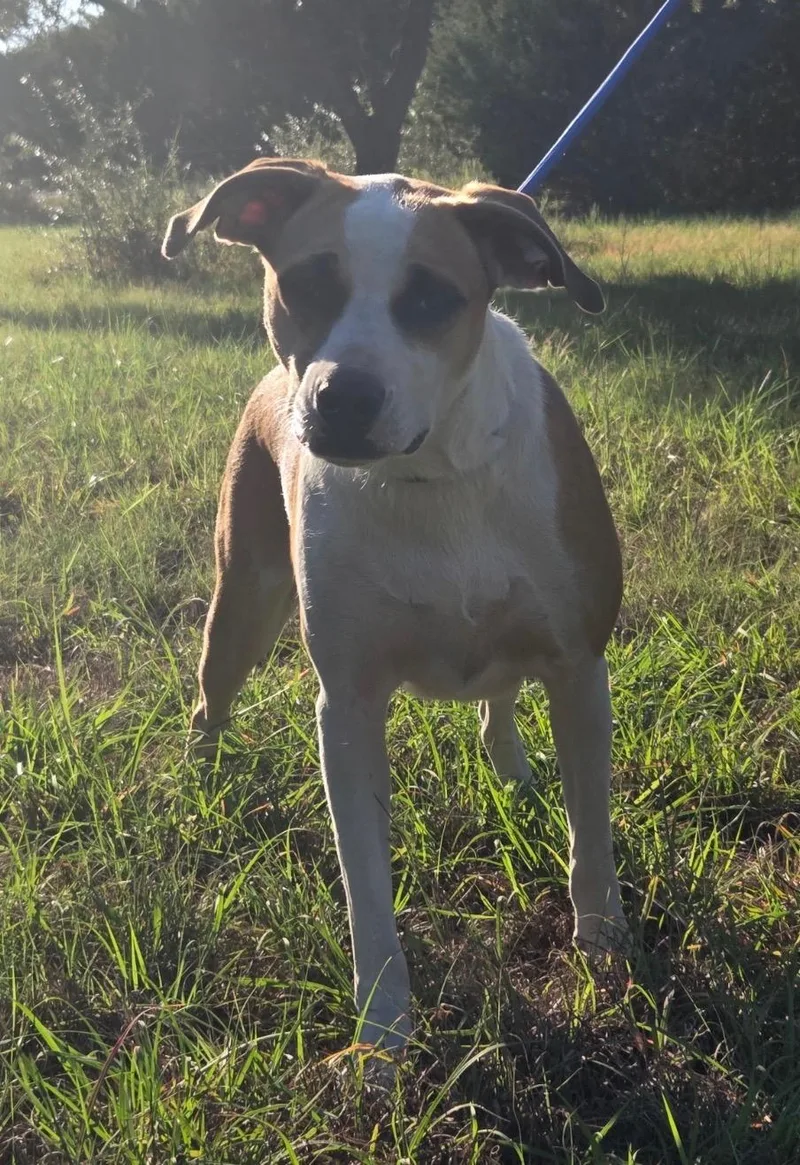 An adult medium-sized female Mixed Breed dog named Mulan for adoption in Magnolia, TX