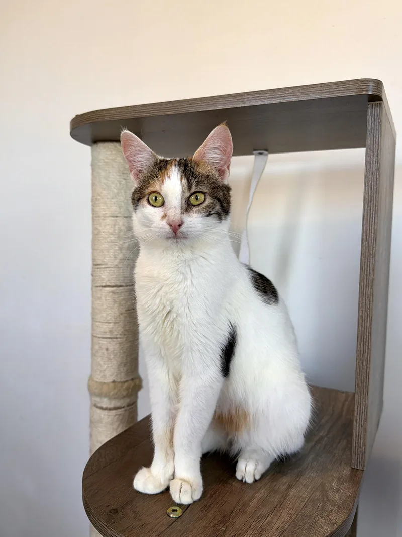 A baby medium-sized female Calico Calico cat named Nora for adoption in New York, NY