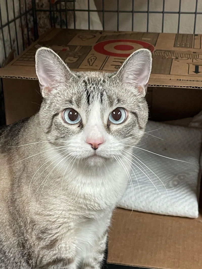 An adult medium-sized male Tabby cat named George for adoption in Billings, MT