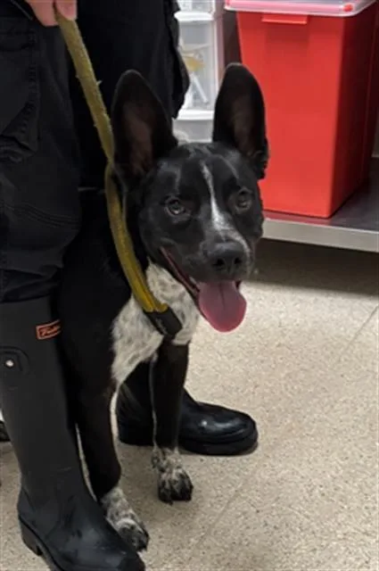 A baby medium-sized male Black Australian Cattle Dog / Blue Heeler dog named Chimera  URGENT for adoption in Thousand Oaks, CA