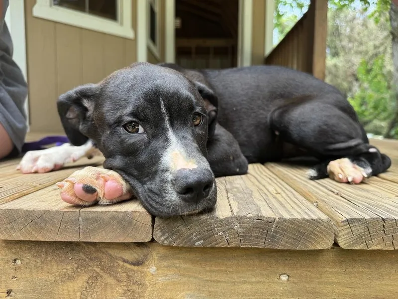 A baby large-sized female Tricolor (Brown, Black, & White) Border Collie dog named Lexie for adoption in Troy, AL