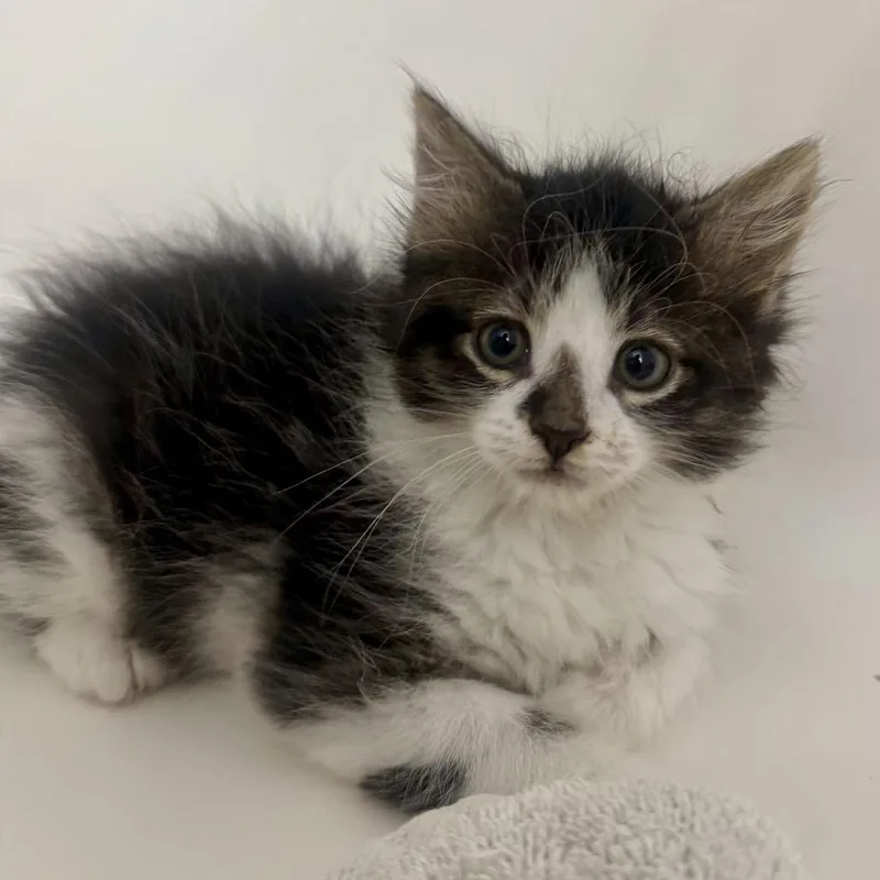 A baby small-sized male Black Domestic Medium Hair cat named Biscuits for adoption in Aldie, VA