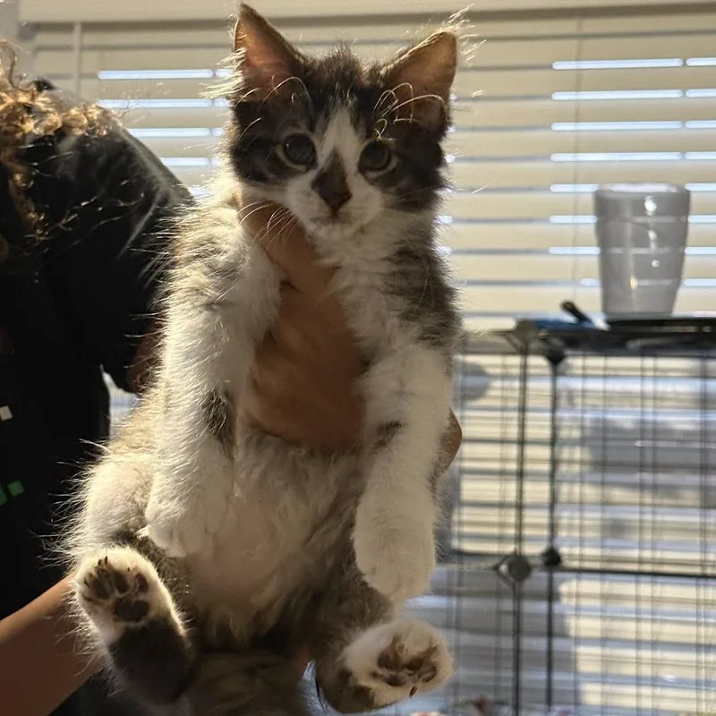 Biscuits thumbnail 2