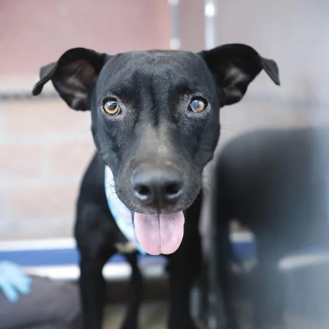 A young medium-sized female Labrador Retriever dog named Dallas for adoption in San Antonio, TX