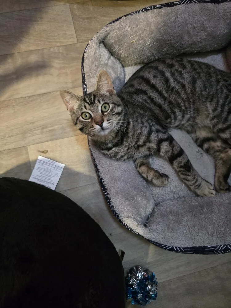 A young medium-sized male Domestic Short Hair cat named Scamp for adoption in Vancouver, WA