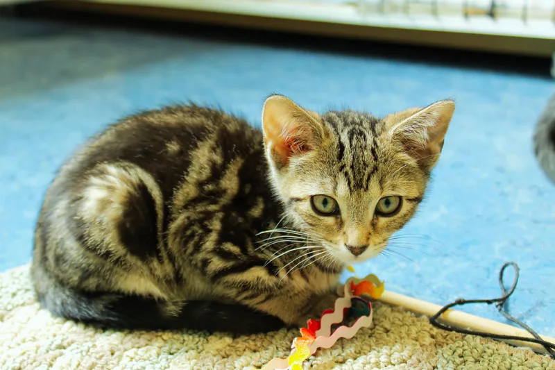 A baby medium-sized female Tabby (Brown / Chocolate) Domestic Short Hair cat named Fable for adoption in Urbana, OH