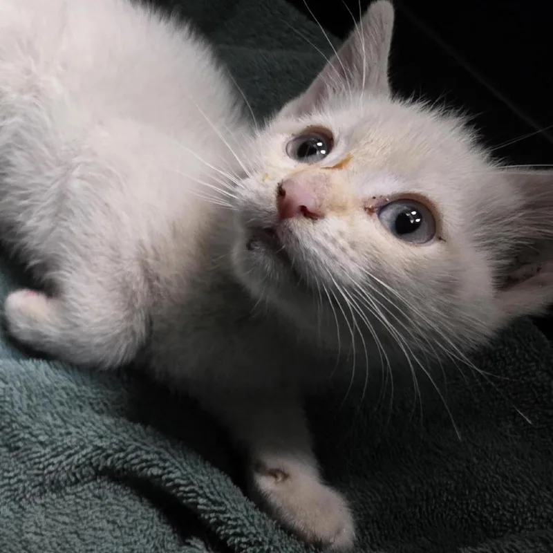 A baby small-sized male Flame Point Domestic Short Hair cat named Ajo for adoption in Tacoma, WA