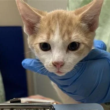 A baby small-sized male Domestic Short Hair cat named Reality for adoption in Tempe, AZ