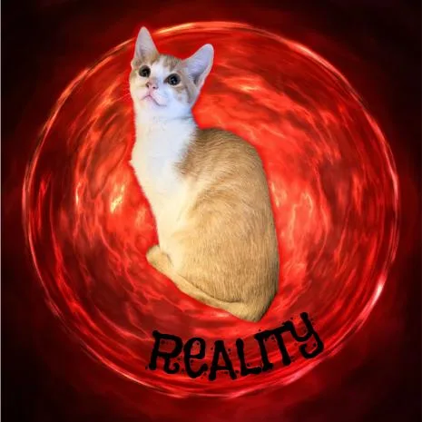 Reality thumbnail 2