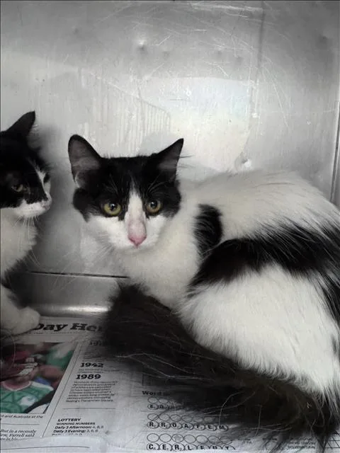 A baby small-sized female Domestic Short Hair cat named Reese for adoption in Chatsworth, CA