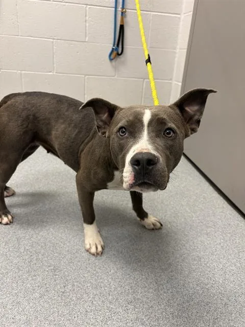 A young large-sized female Pit Bull Terrier dog named Sunflower for adoption in Indianapolis, IN