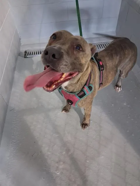 An adult small-sized female American Bulldog dog named Rylee for adoption in Winter Haven, FL