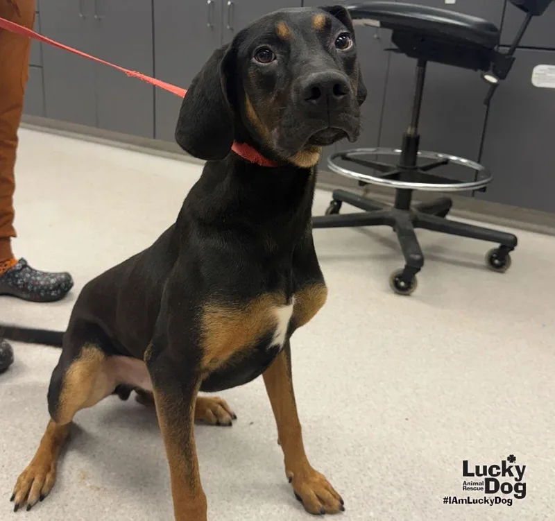 A young large-sized male Black and Tan Coonhound dog named Wrangler for adoption in Washington, DC