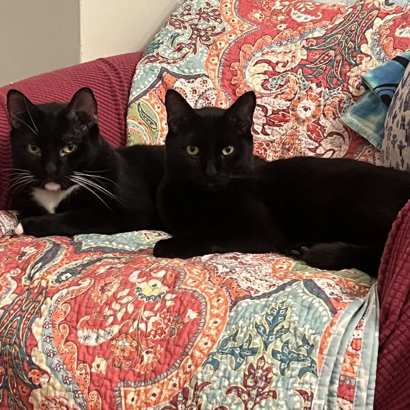 An adult medium-sized male Domestic Short Hair cat named Soy Sauce & Oyster for adoption in North Bergen, NJ