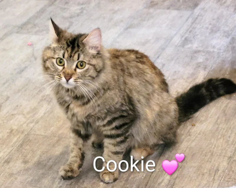 Cookie thumbnail 2
