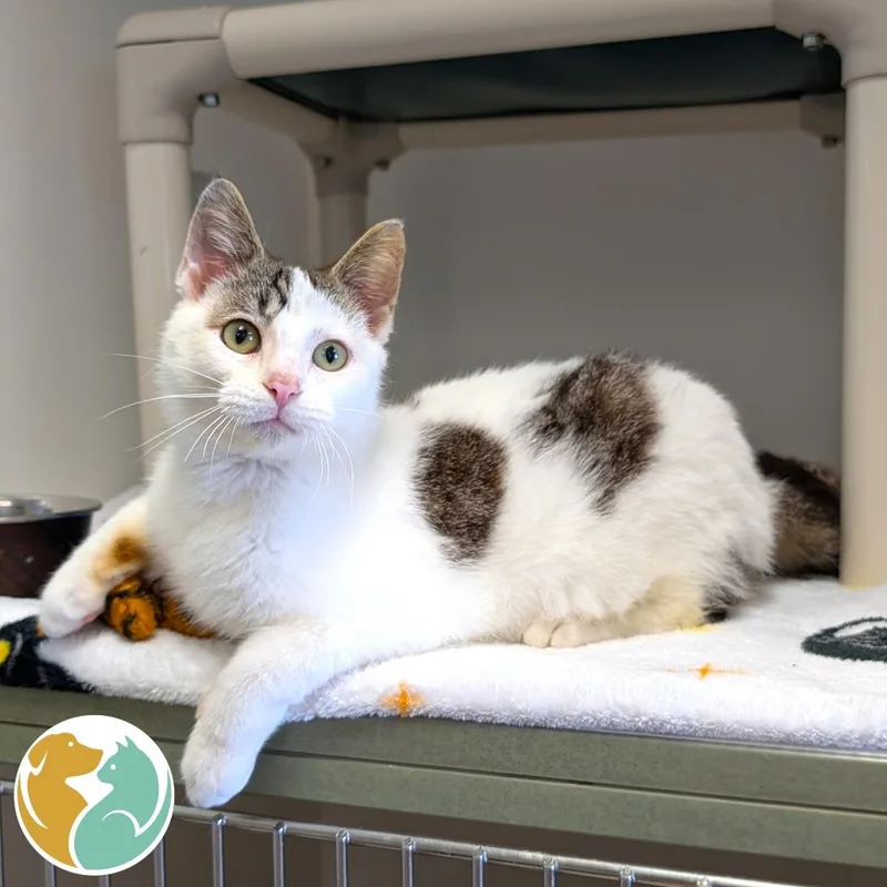 A young medium-sized male White Domestic Short Hair cat named Mango Monsoon for adoption in Toledo, OH